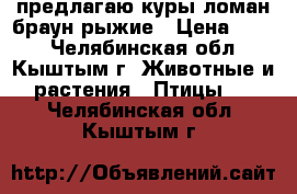 предлагаю куры ломан браун рыжие › Цена ­ 300 - Челябинская обл., Кыштым г. Животные и растения » Птицы   . Челябинская обл.,Кыштым г.